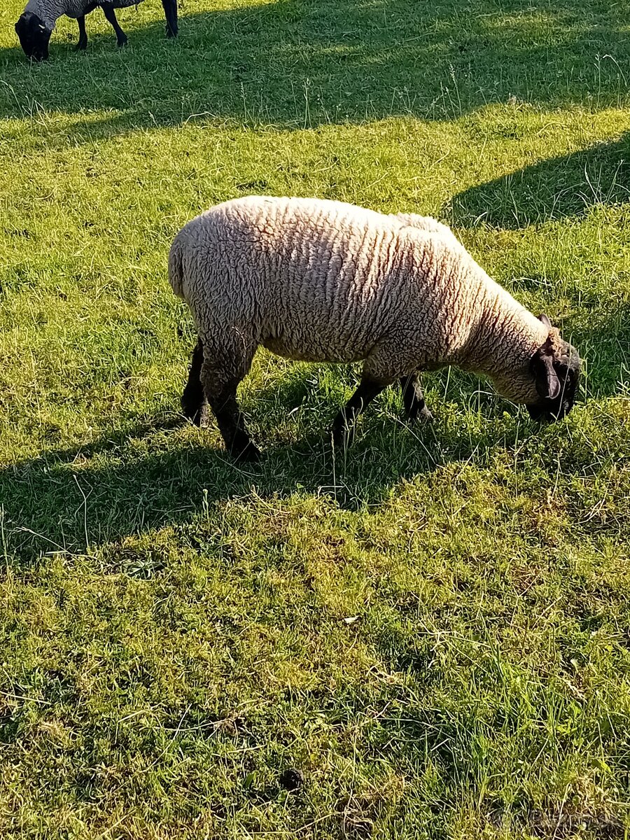 Predám, vymením