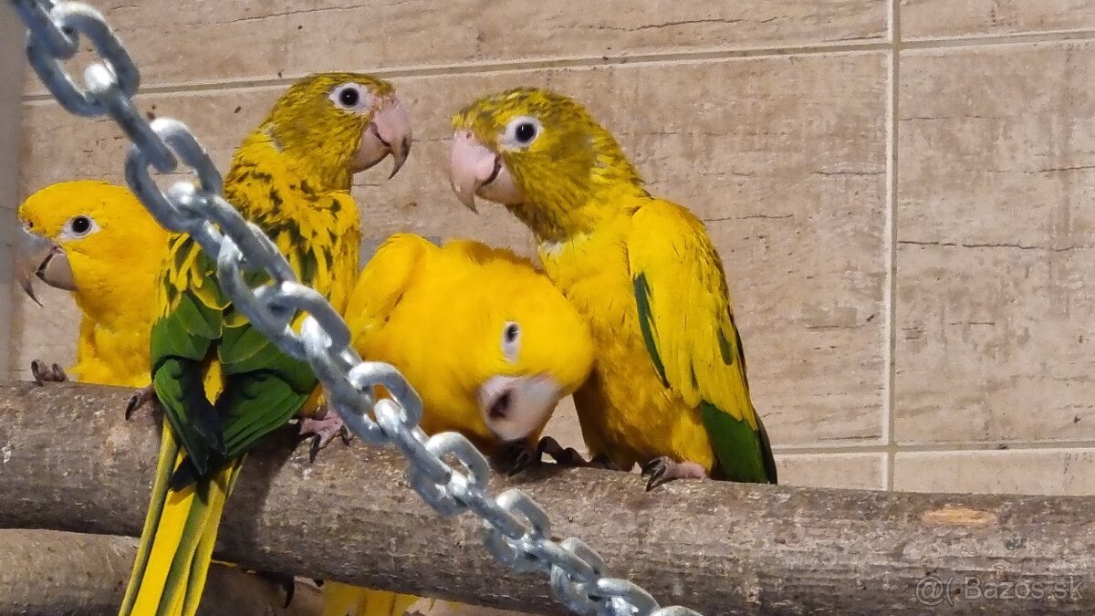 Aratinga guarouba - možnosť zostavenia nepríbuzných pár