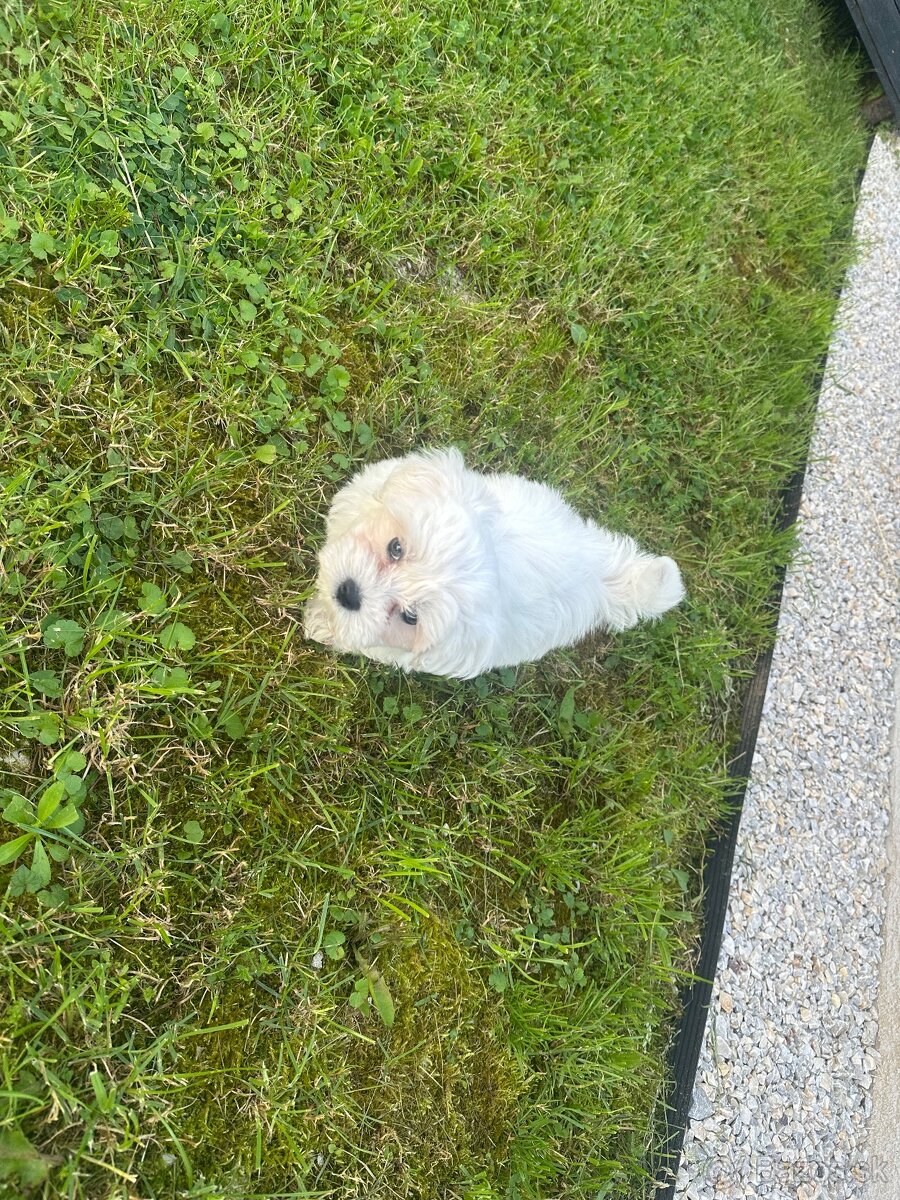 Maltezak