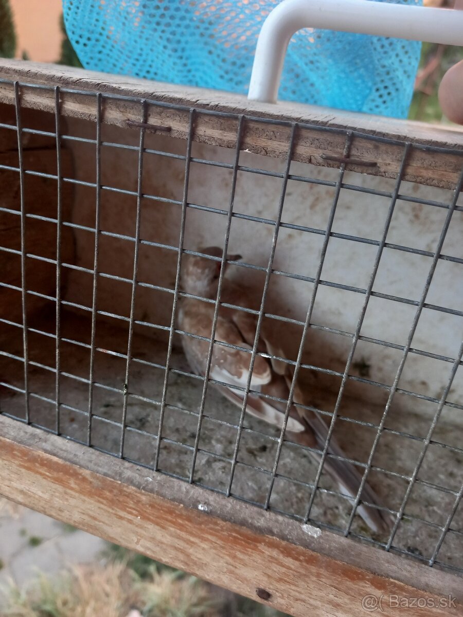 Dobrý deň mam na holubka diamantoveho škoricu