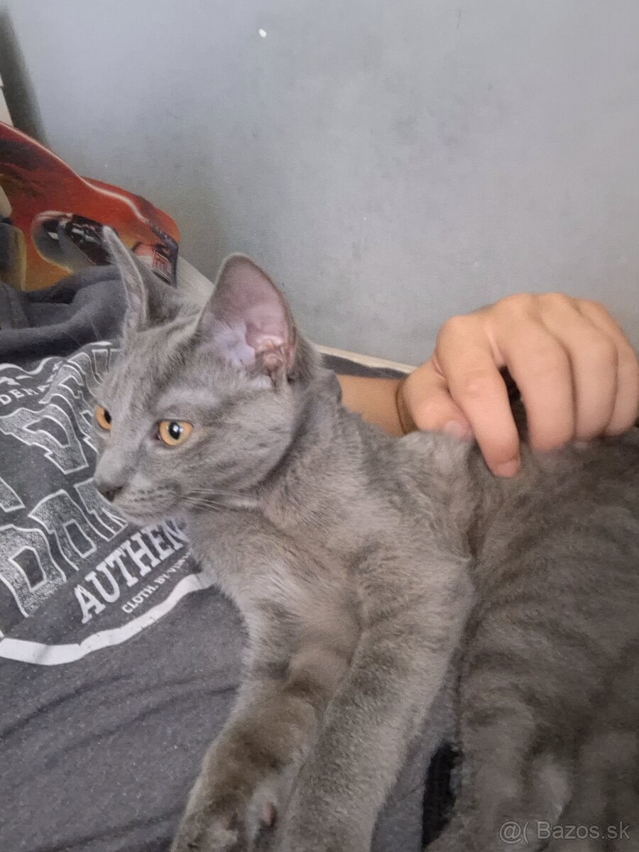 Darujem 3 mesačného kocúra felixa