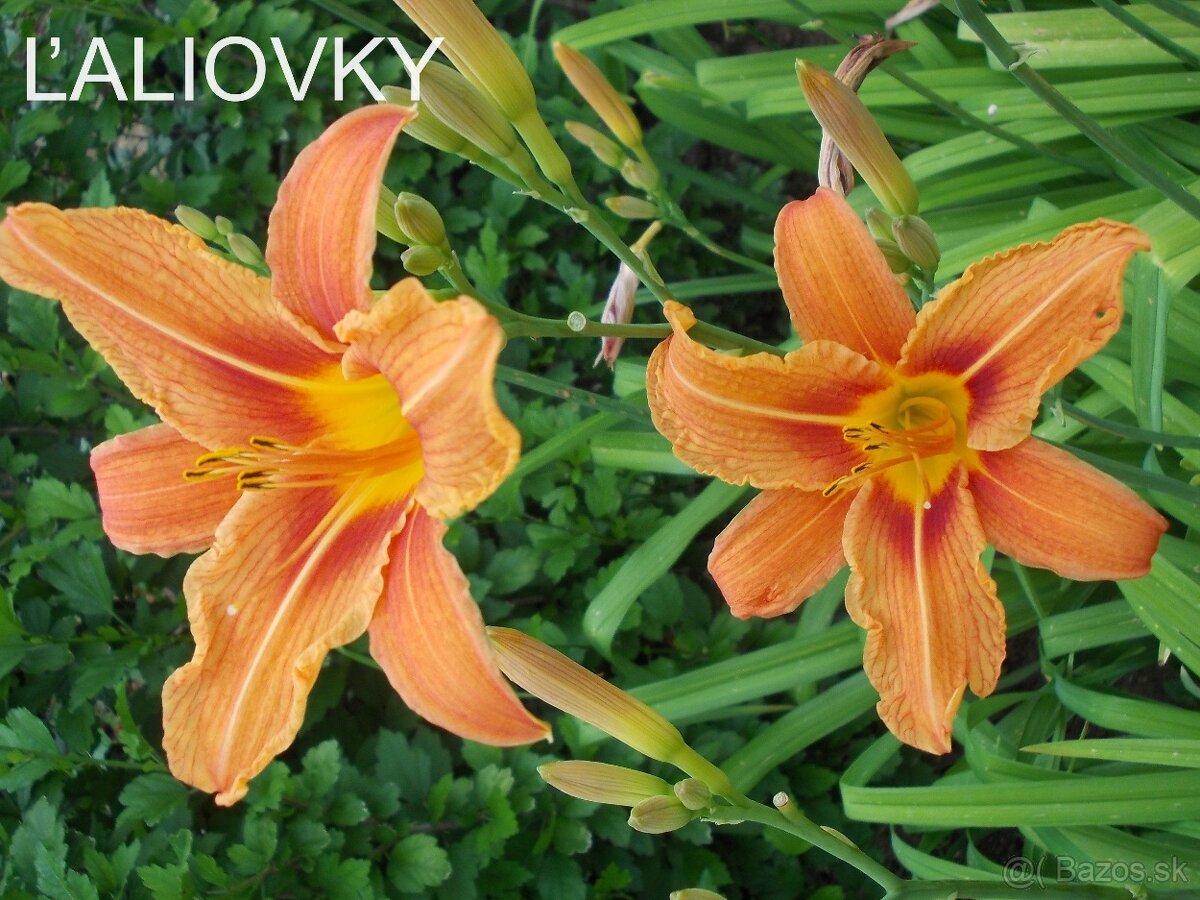 ĽALIOVKY, KLEOPATRINA IHLA , HORTENZIA, FLOX