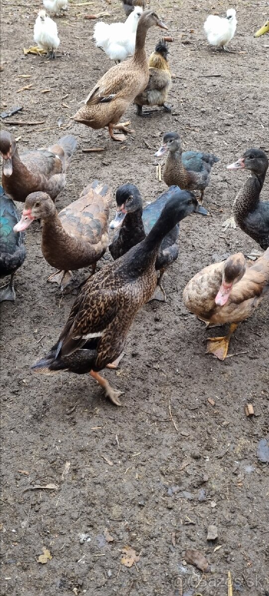 Kacky pizmove a miesane ruanske s bezcami