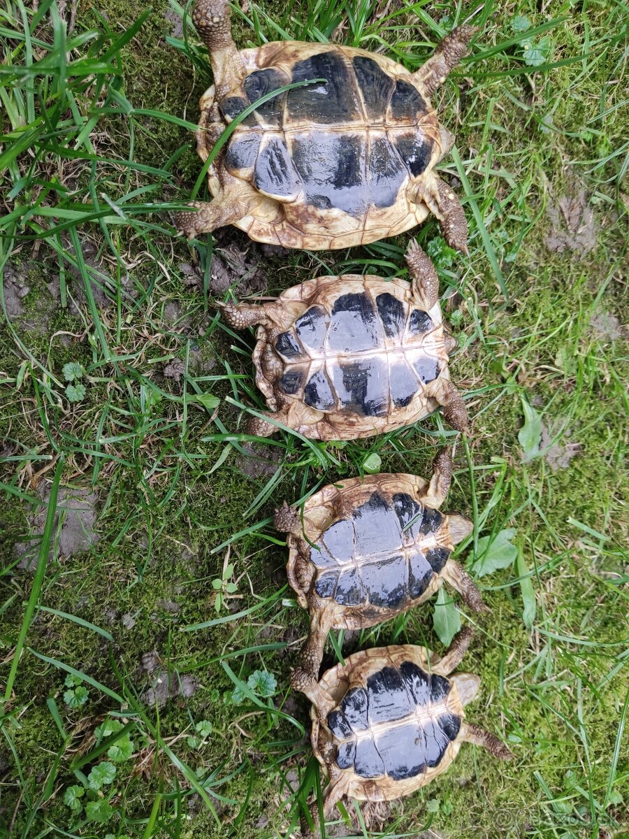 Predám testudo hermanni Puglie