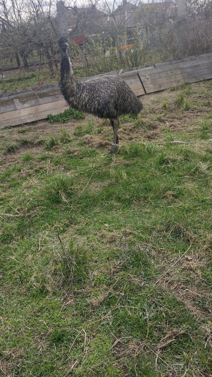 Emu samec