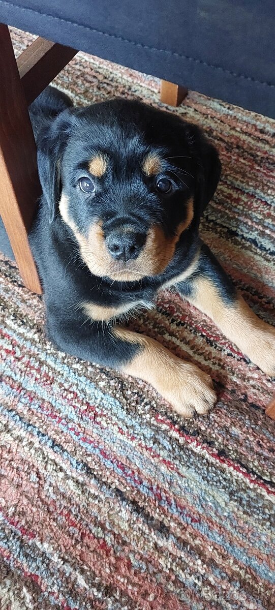 Predám rotweiler