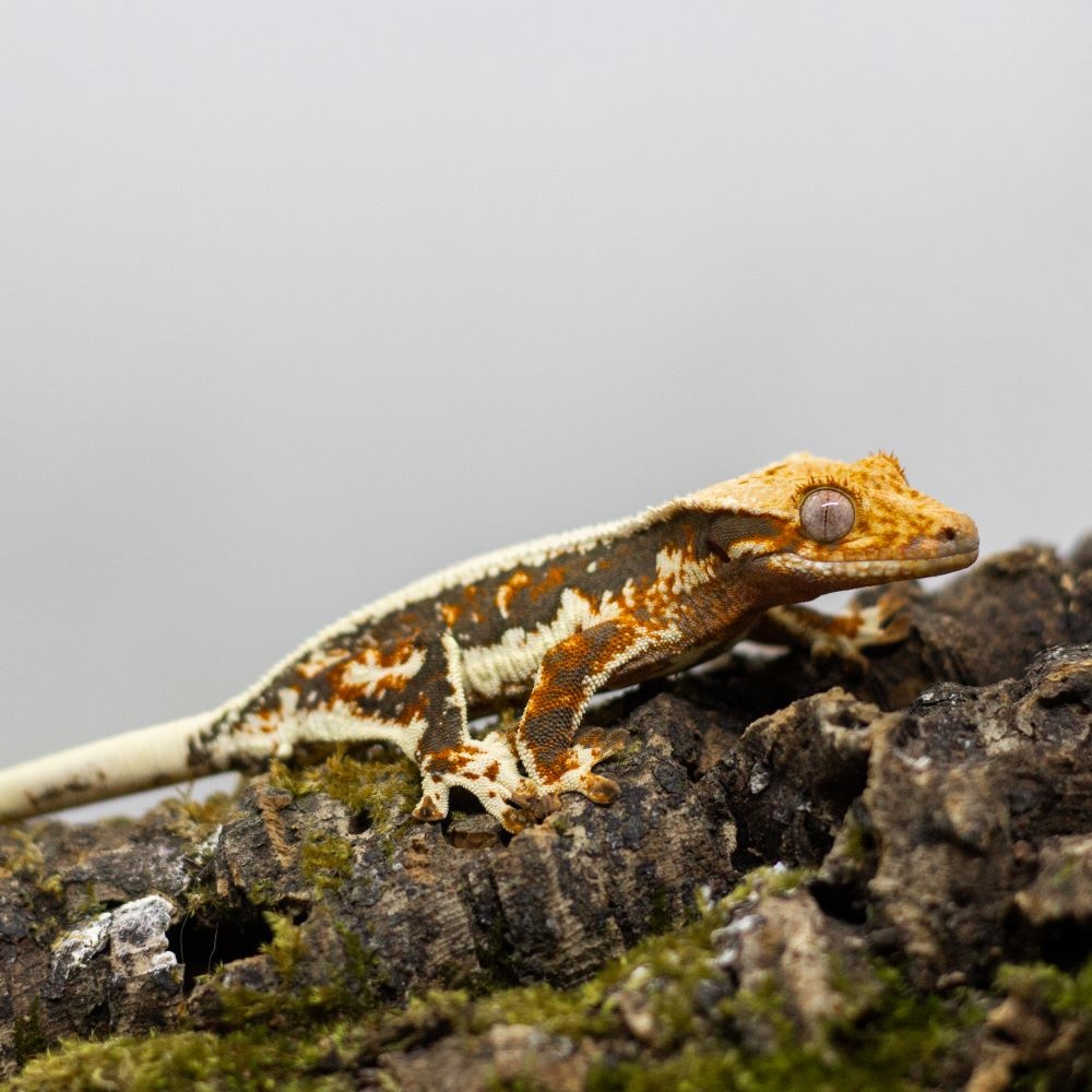 GeckoSVK - Pagekón riasnatý (ciliatus), hrbolkohlavý