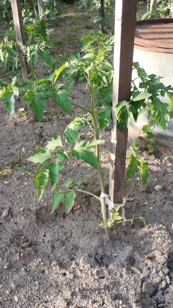 Predam planty rajcin