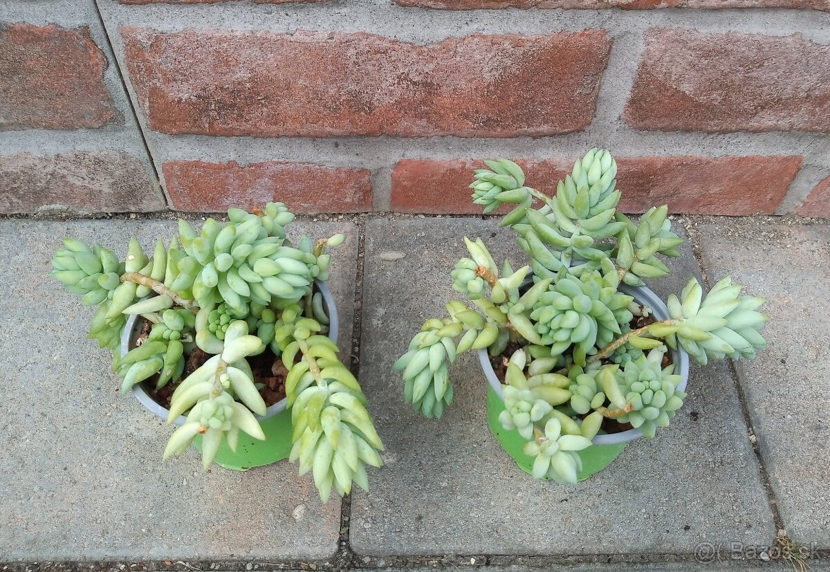 Sedum (sukulenty) - 2 druhy