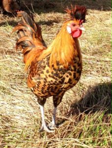 Apencelsky Chocholač