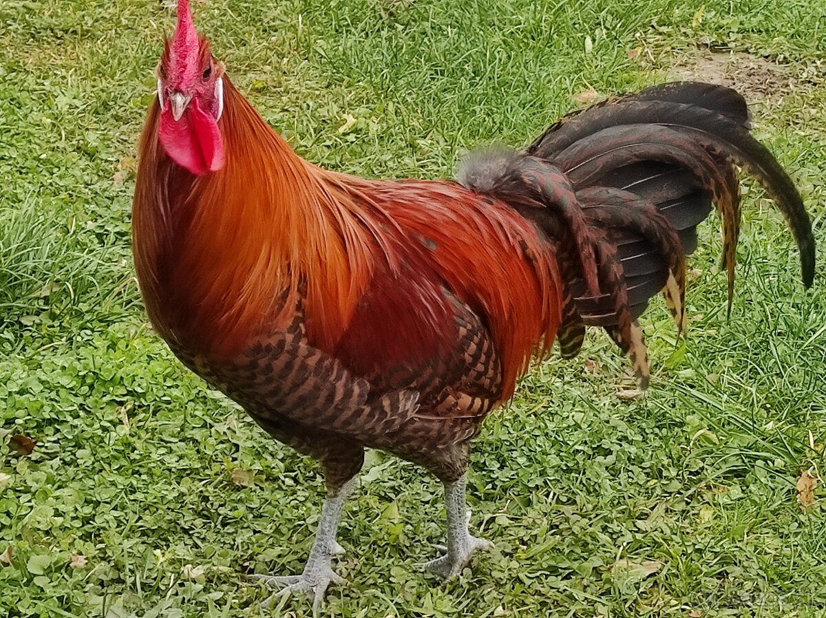 Kohút brakelky striebornej