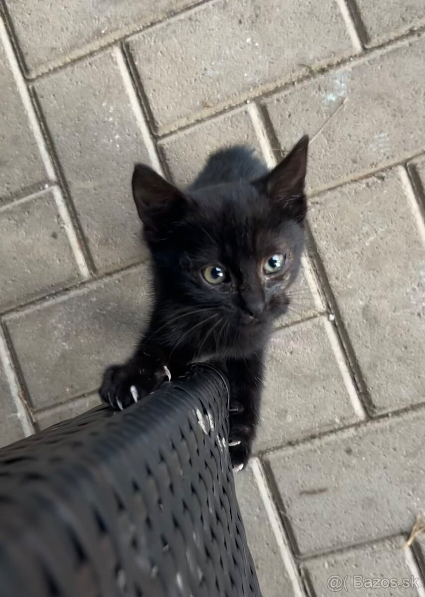 Darujem krásne mačiatko