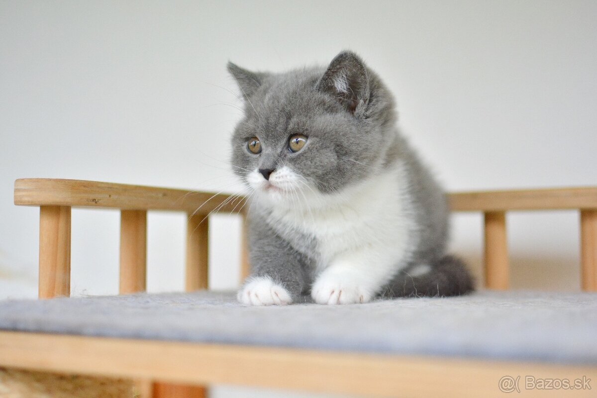 Britský kocúrik s PP