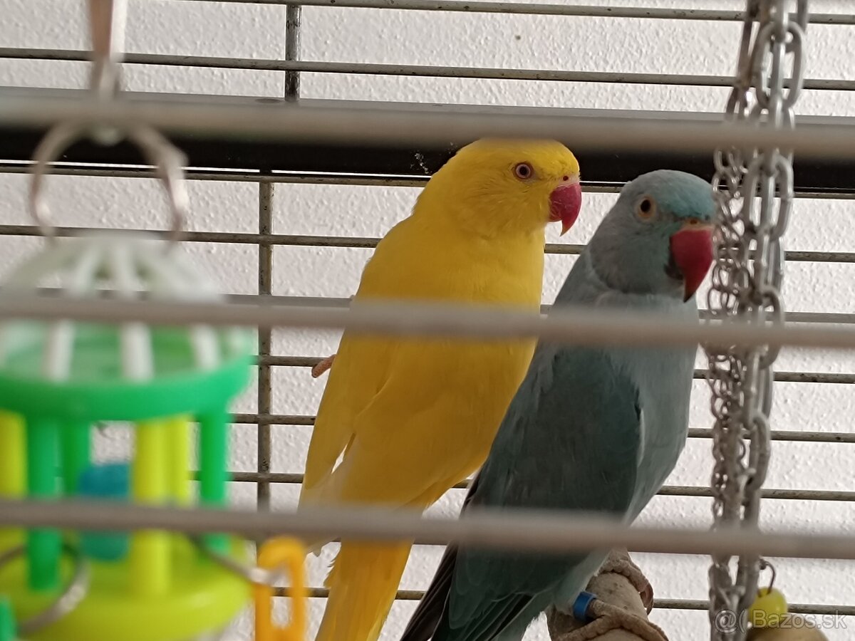 Alexandre malé r.24