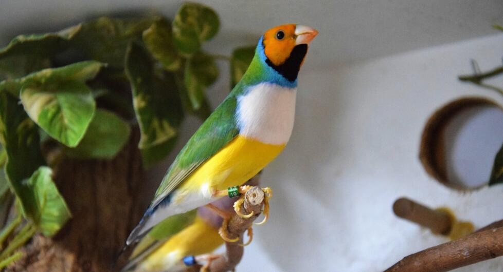 Amadina guldová červenohlavá- bieloprsá