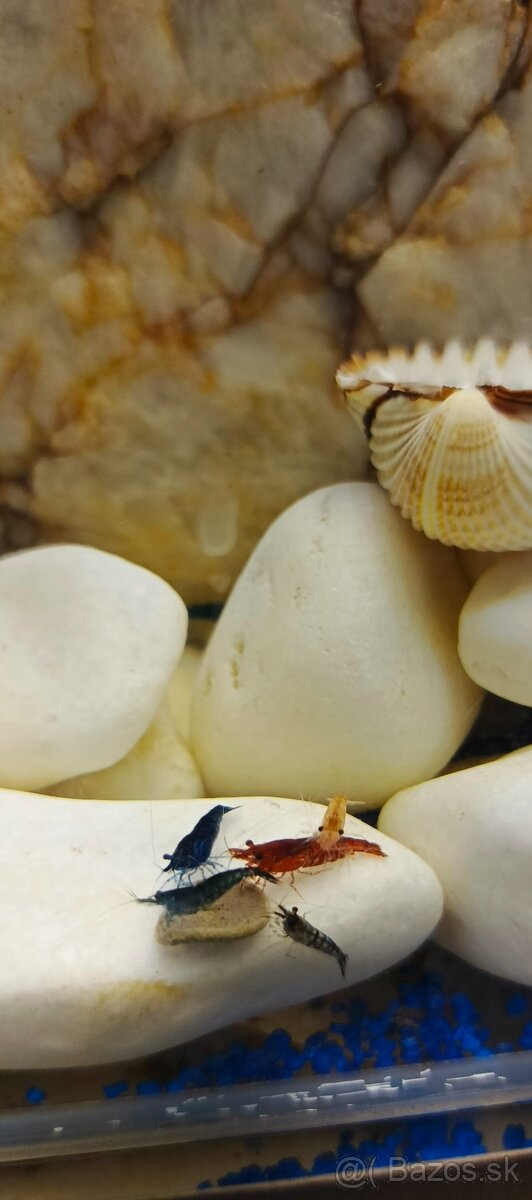 Krevetky Neocaridina