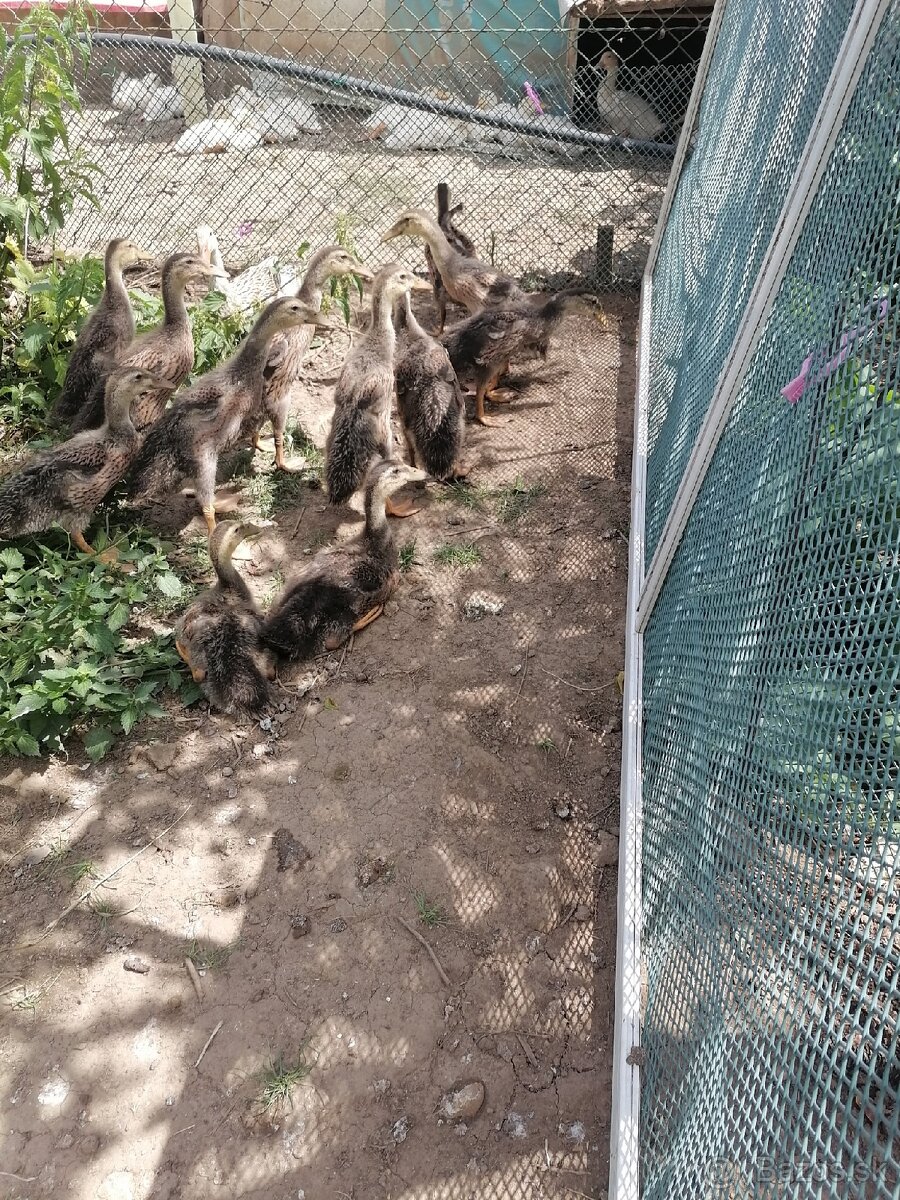 Predám indicke bežce