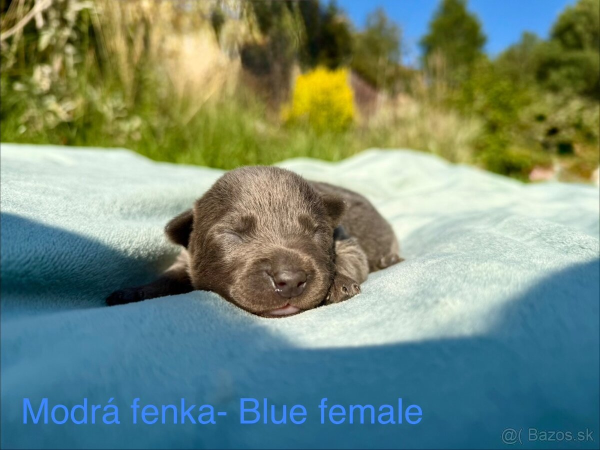 Australska kelpia