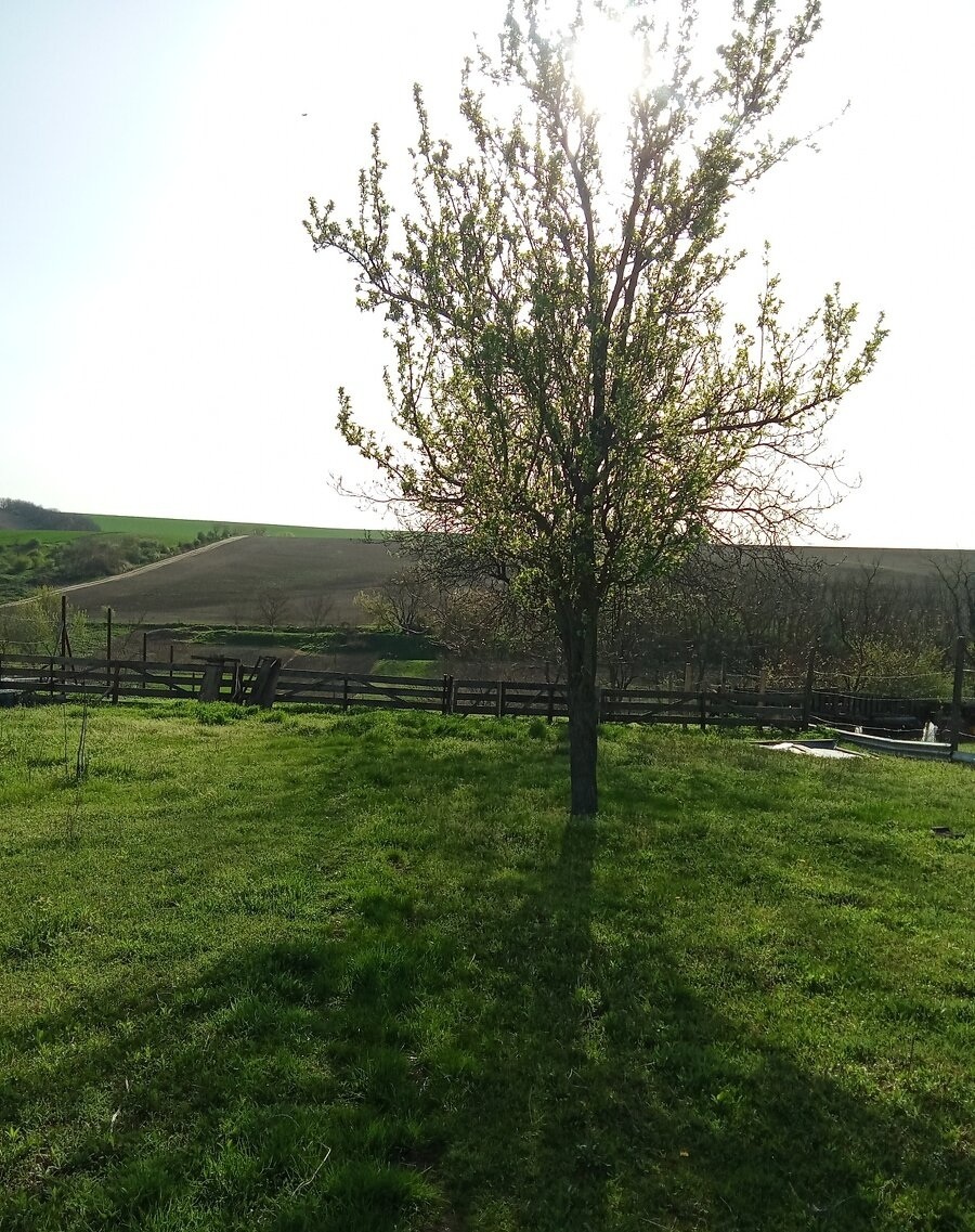 Na predaj stavebný pozemok 3655 m2 Zemianske Sady