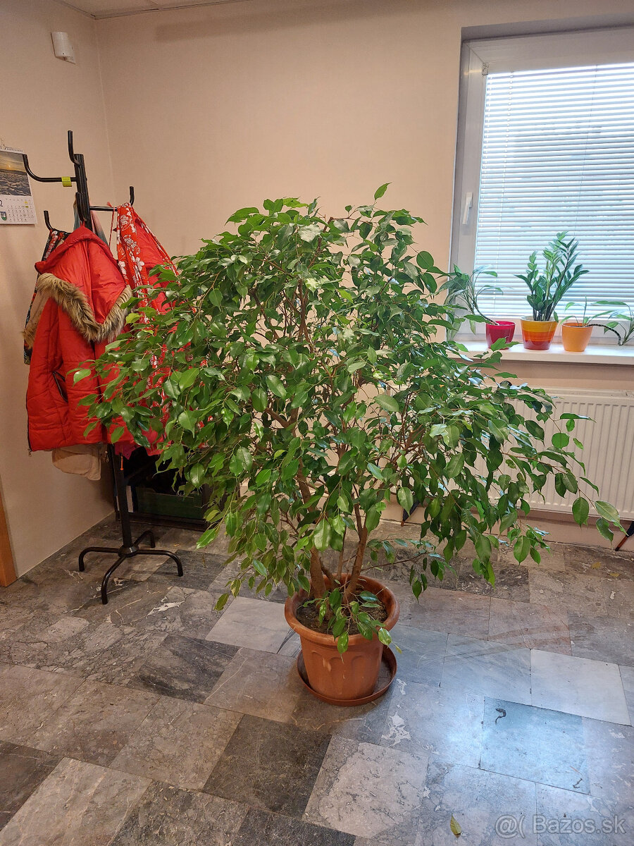 Predám Fikus Benjamina 160 cm