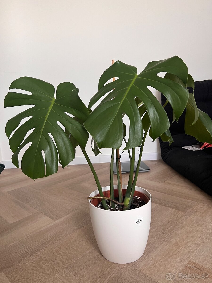 Monstera deliciosa