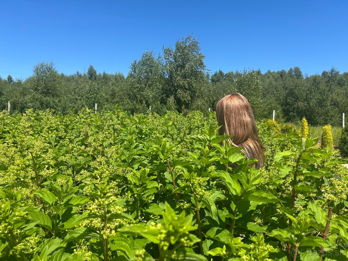 Hortenzia metlinatá Phantom v 5-litrovom kvetináči