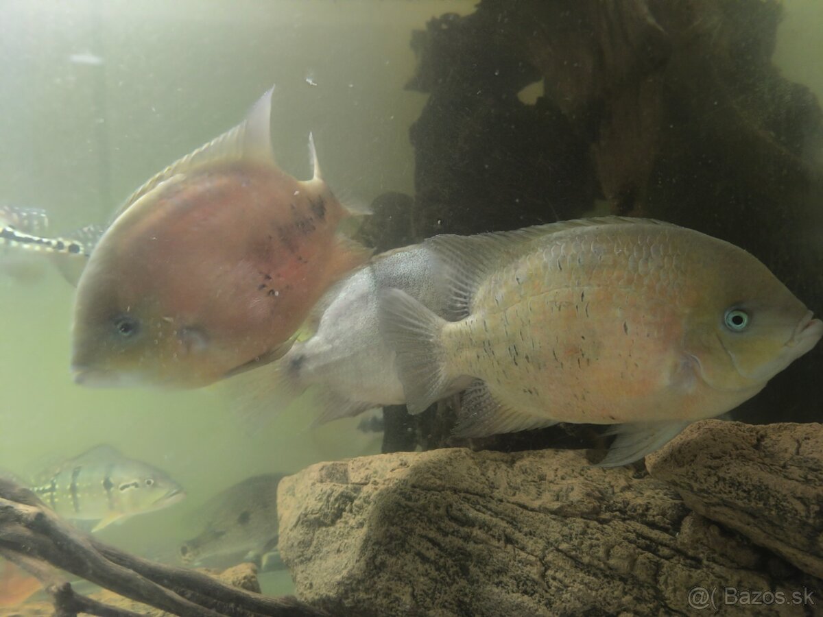 Cichlasoma bocourti