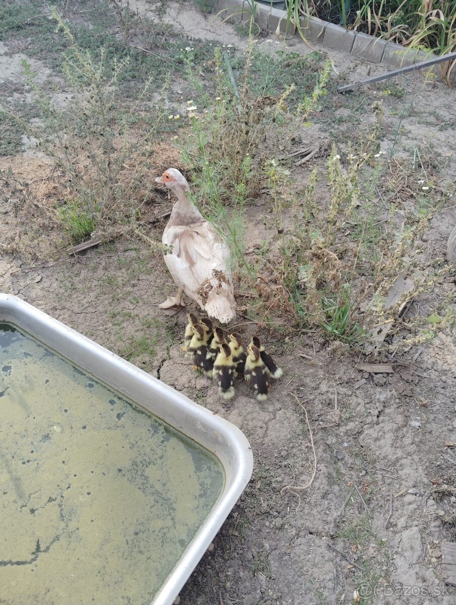 Kačica čínska s káčatami