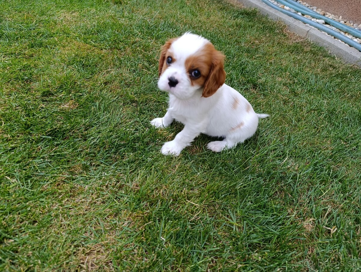 Predám šteniatka cavalier king charles