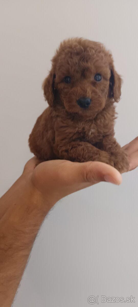 Tikup pudel