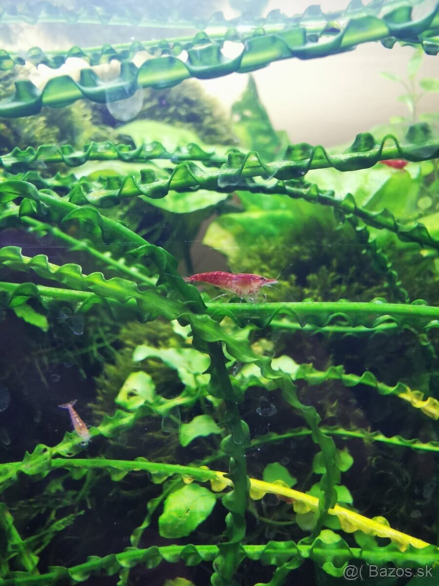 KREVETKY RED CHERRY