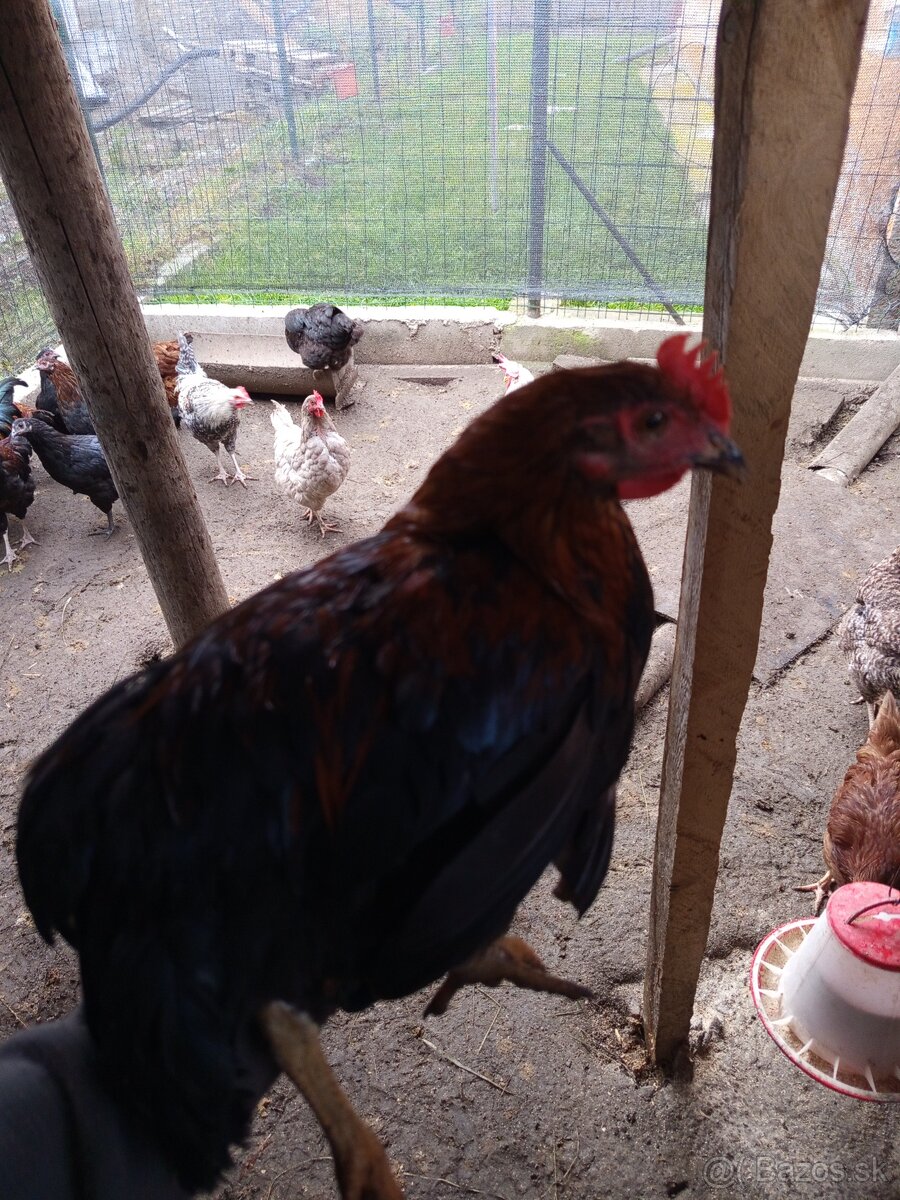 Predám mladého kohúta