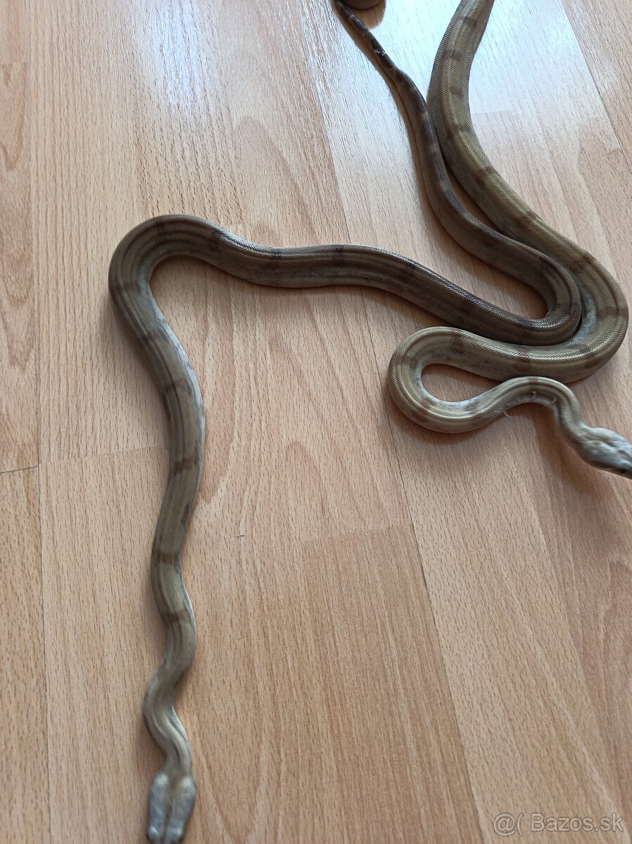 Boa constrictor Sabogae