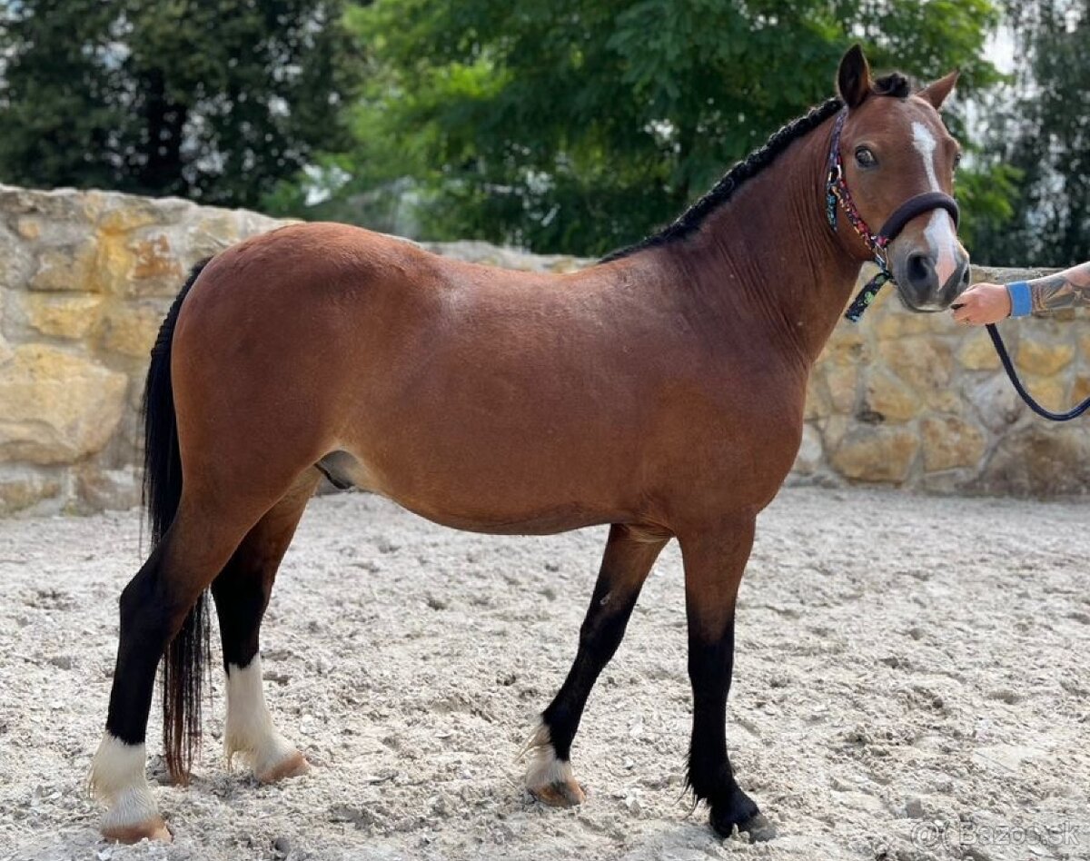 Welsh mountain pony