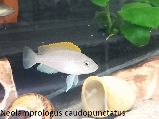 Neolamprologus caudopunctatus