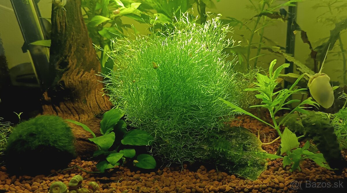 Riccia fluitans