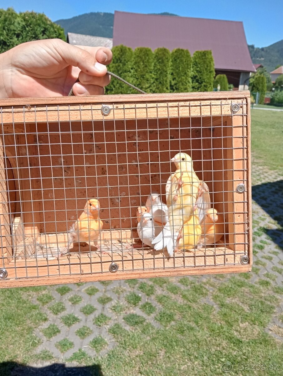 Kanáriky