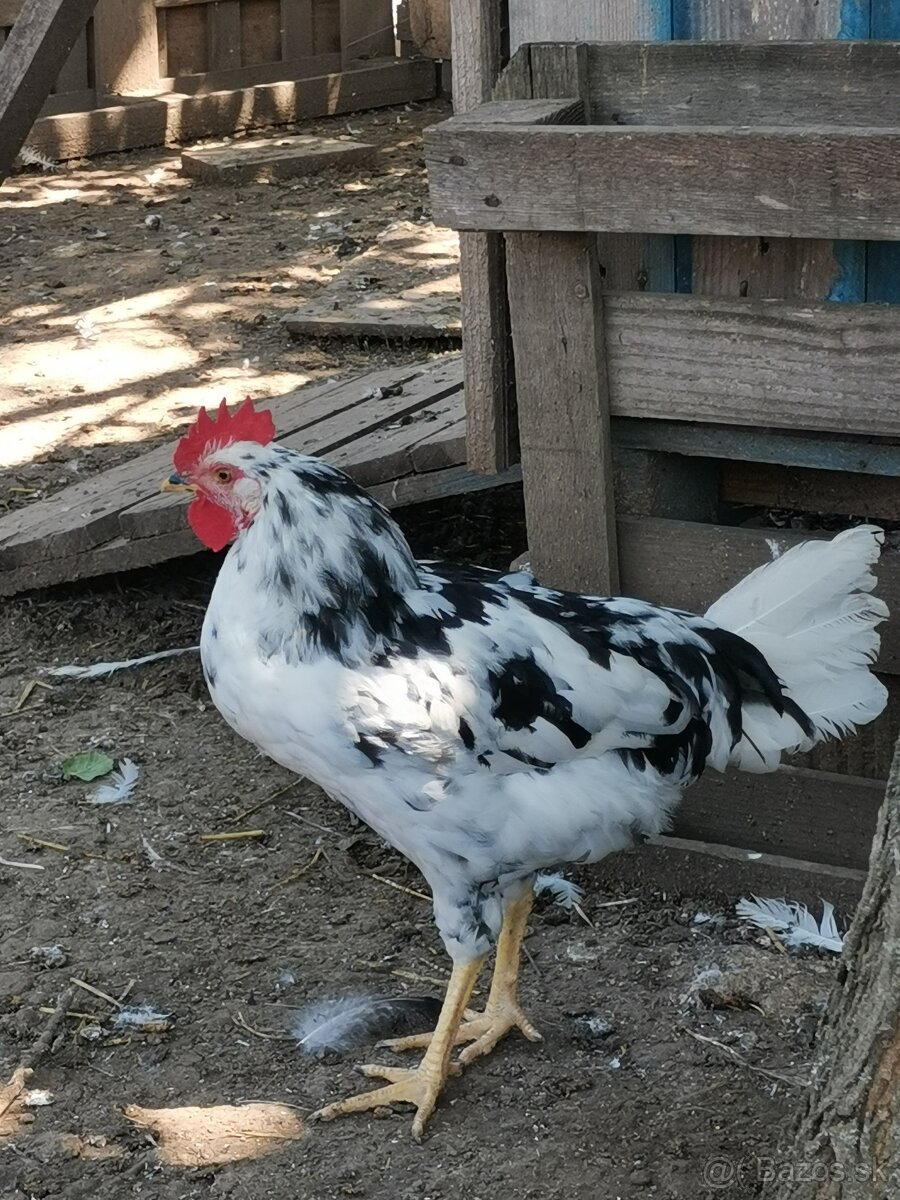 Vlaška Exchequer