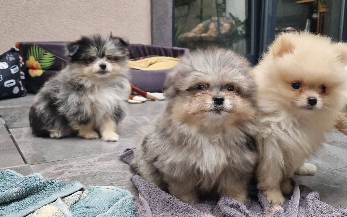 Pomeranian