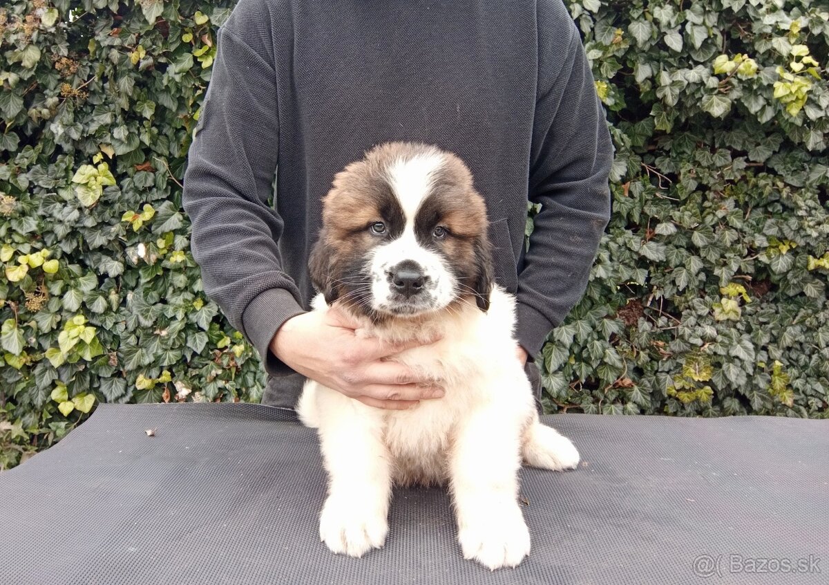 Moskovský strážny pes