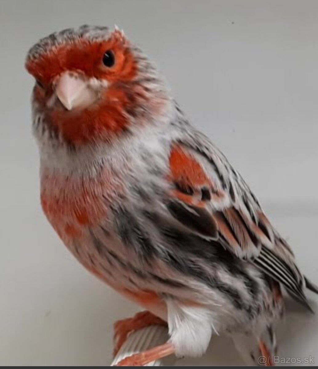 Červená achátová mozaika