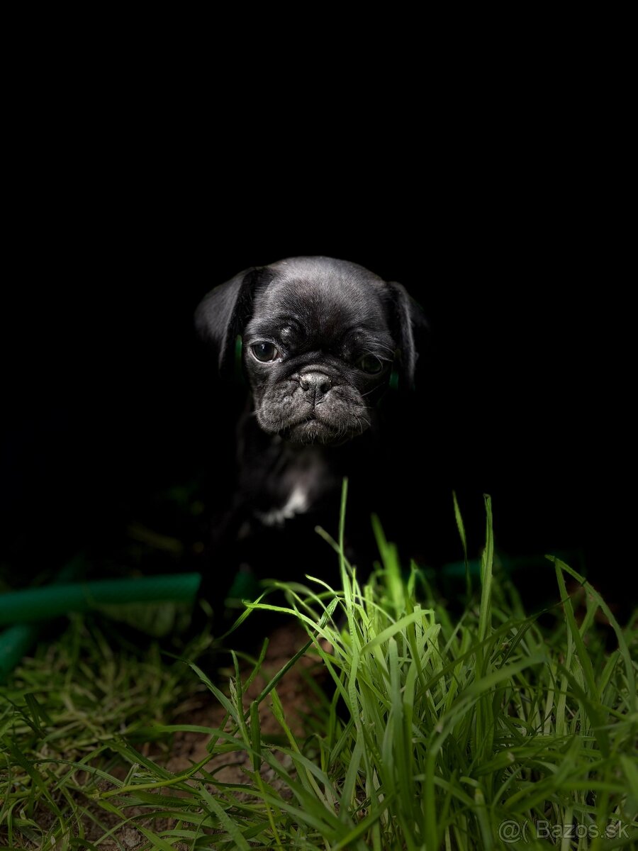 Mops, Mopslík