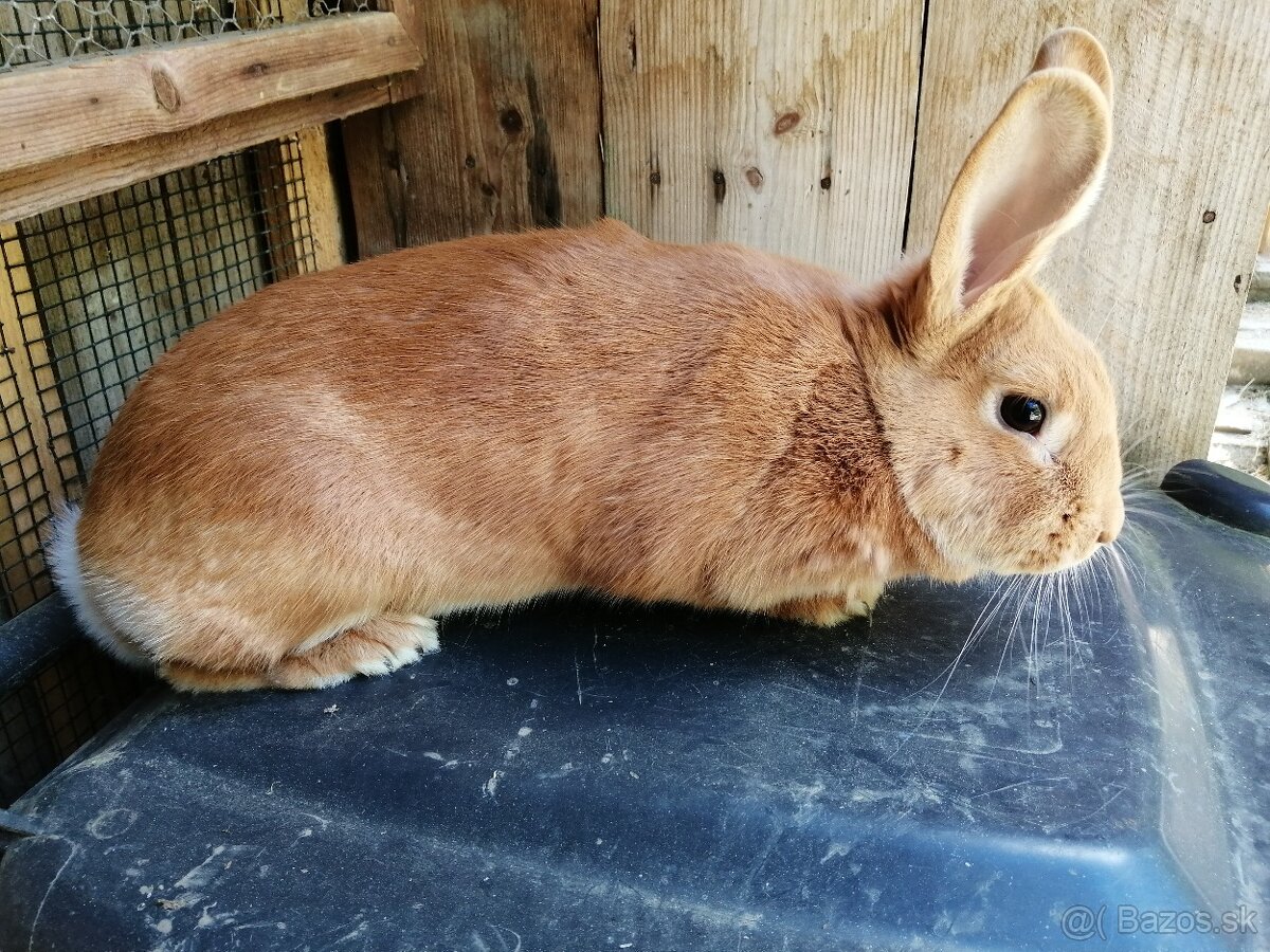 Burgundský králík