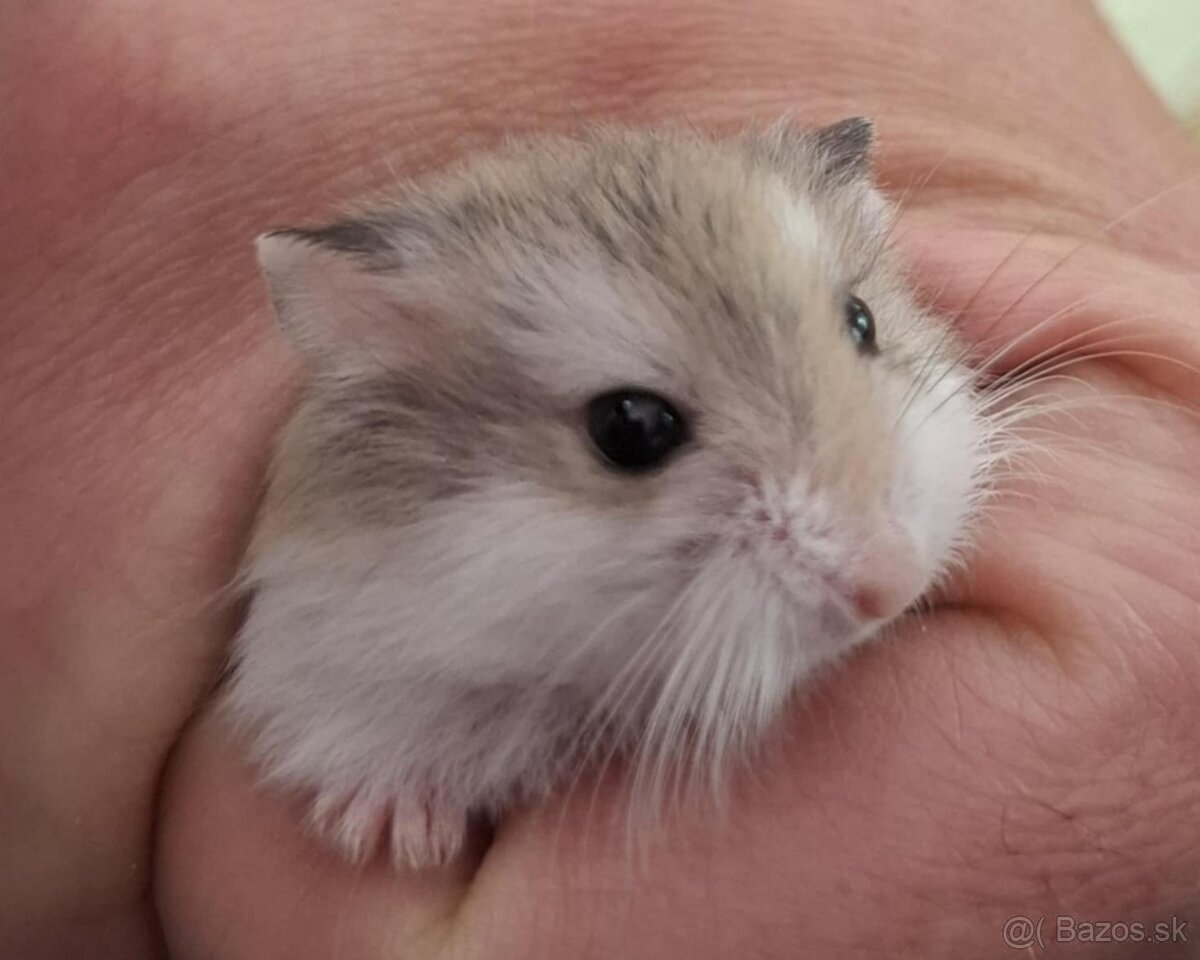 Škrečok roborovský.