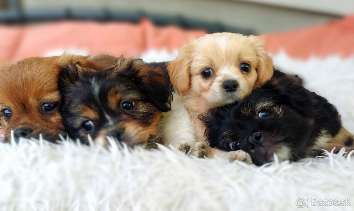 Tibetskỳ spaniel šteniatka