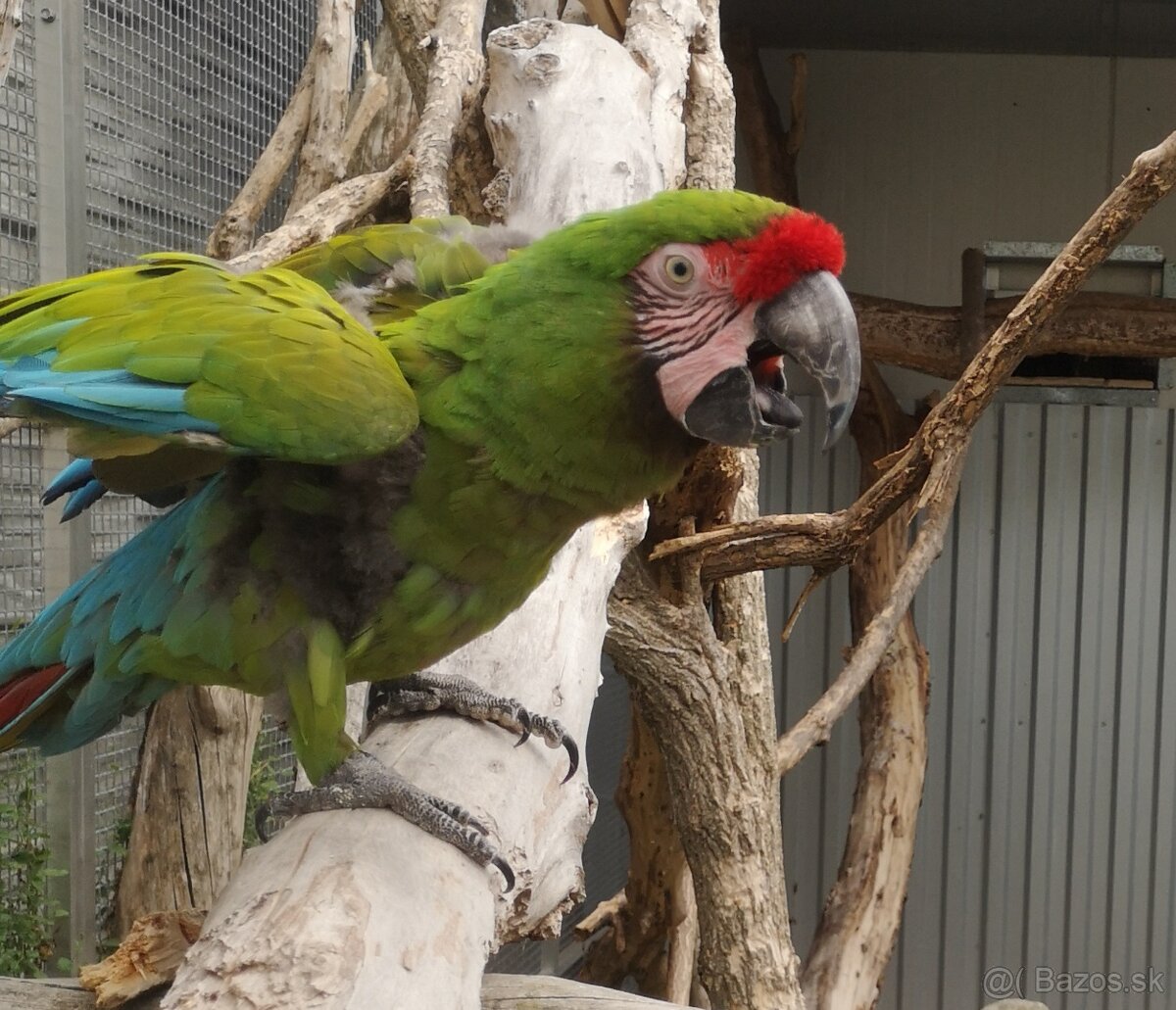 Ara vojenská MILITARIS