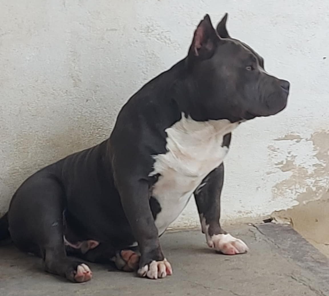 American bully pocket