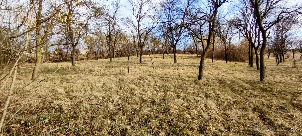 záhrada Dolná súča - 1000+1100 m2 so stromami