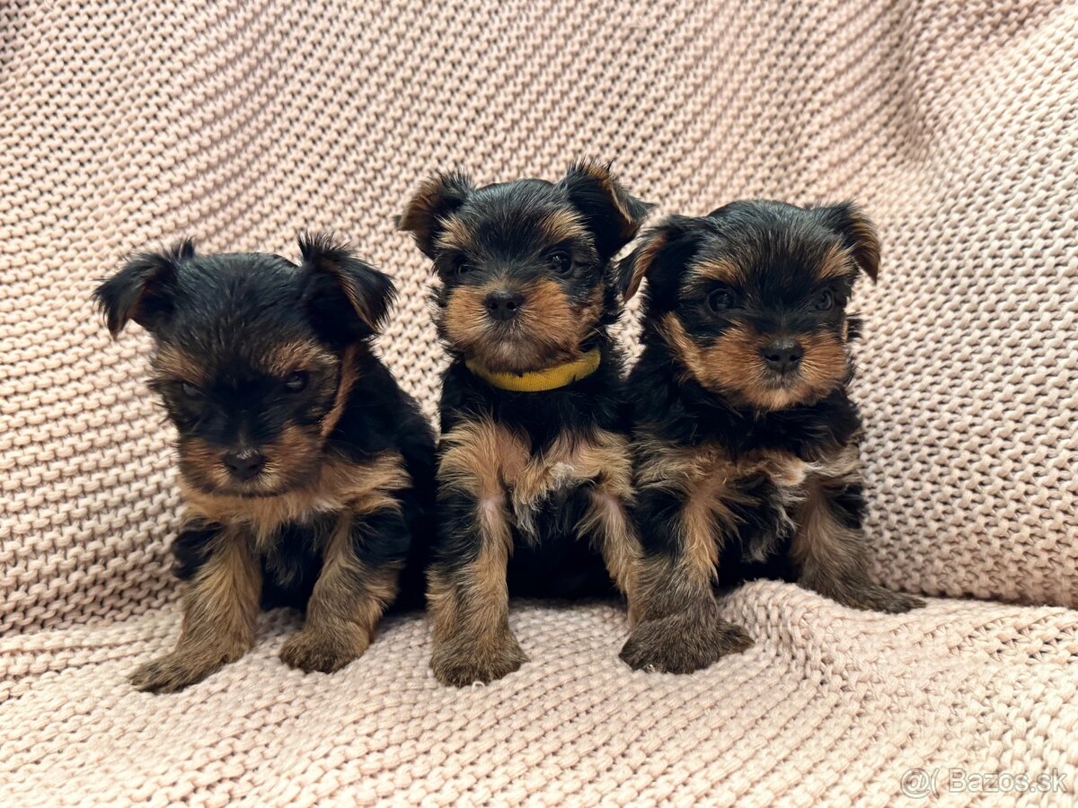 Yorkshire terriers, yorkshirsky terier s PP