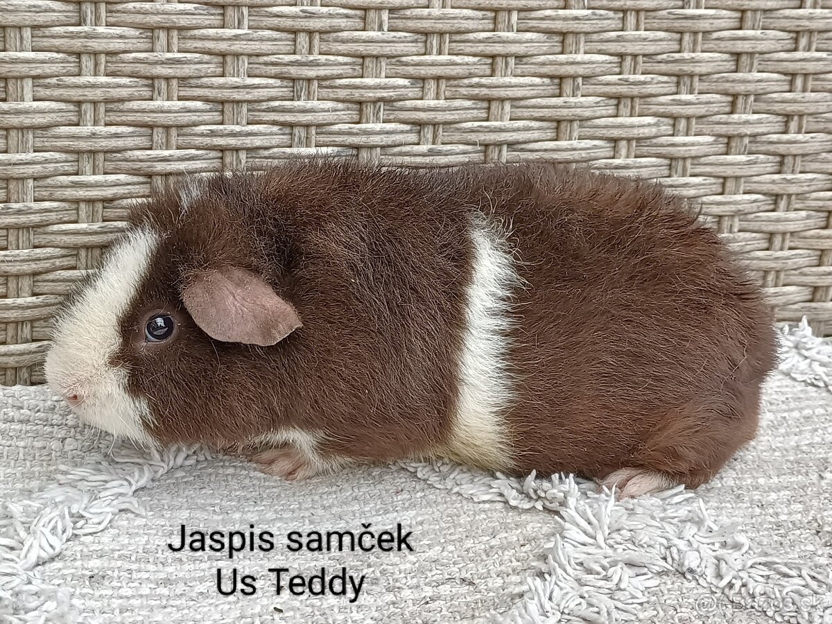 Us Teddy morča